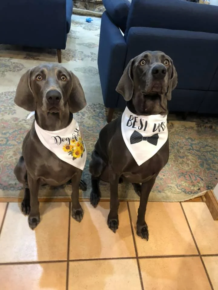 Pet-friendly wedding 06