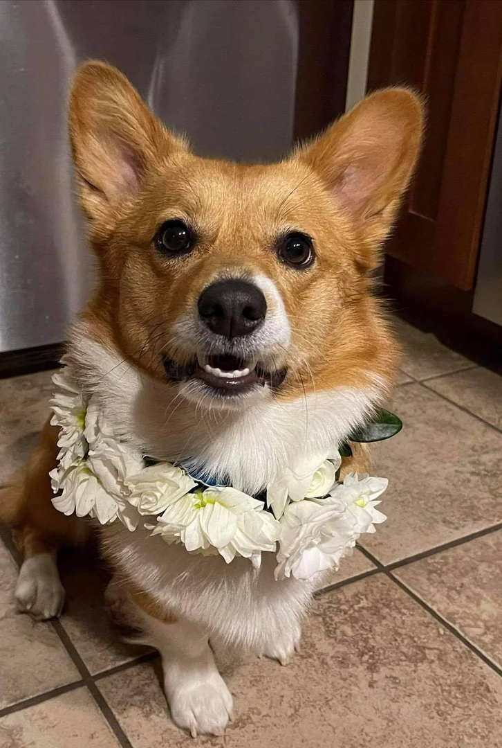 Pet-friendly wedding 11