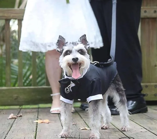 Pet-friendly wedding 16