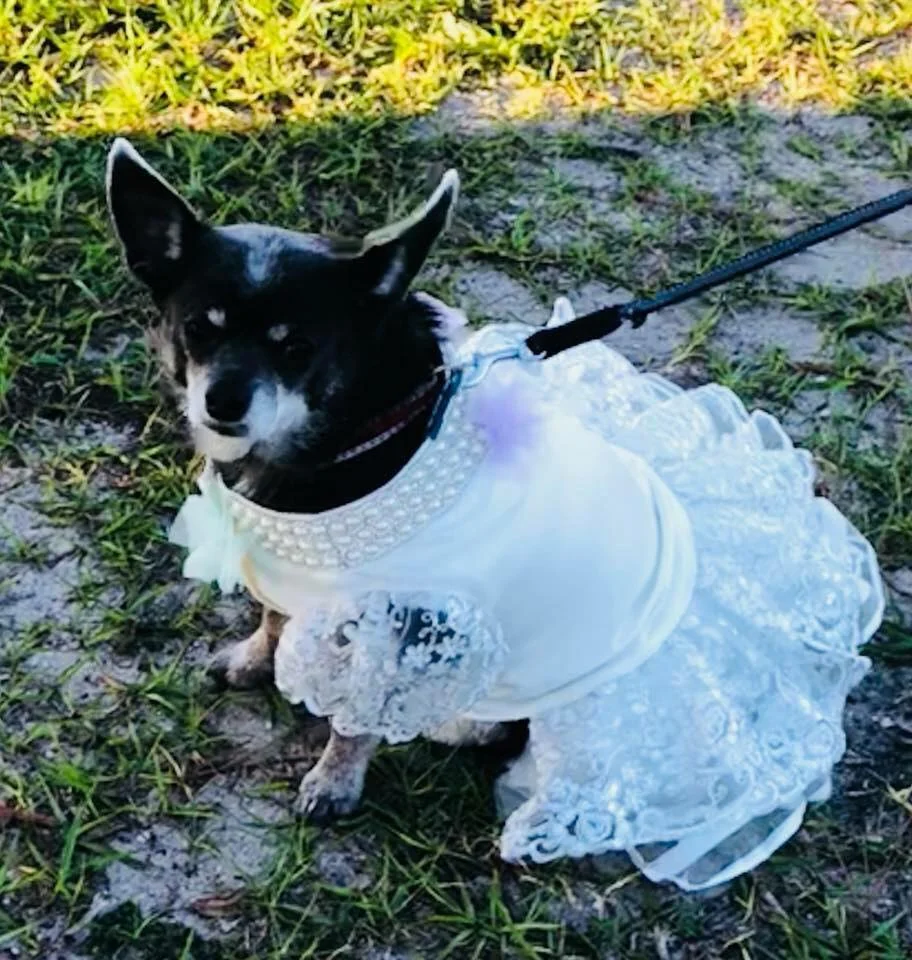 Pet-friendly wedding 26