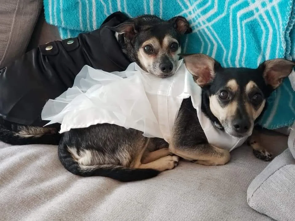Pet-friendly wedding 32