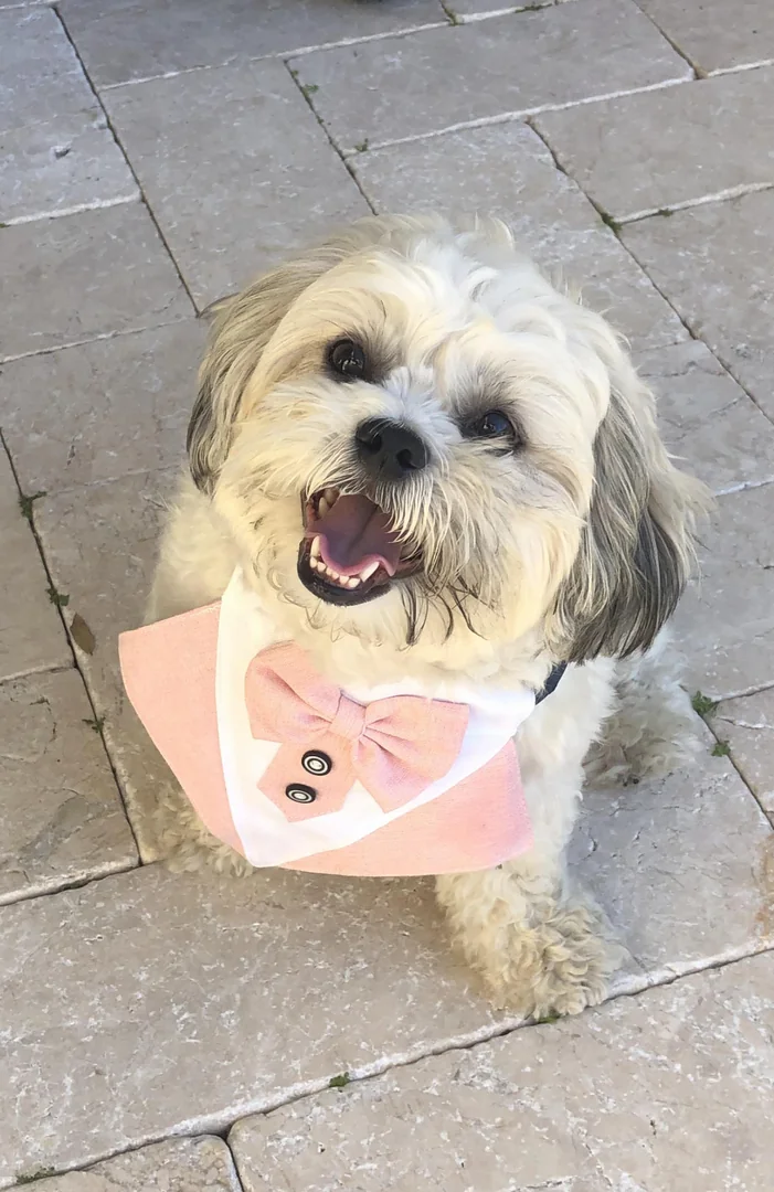 Pet-friendly wedding 33